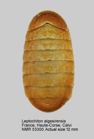 Leptochiton algesirensis.jpg - Leptochiton algesirensis(Capellini,1859)